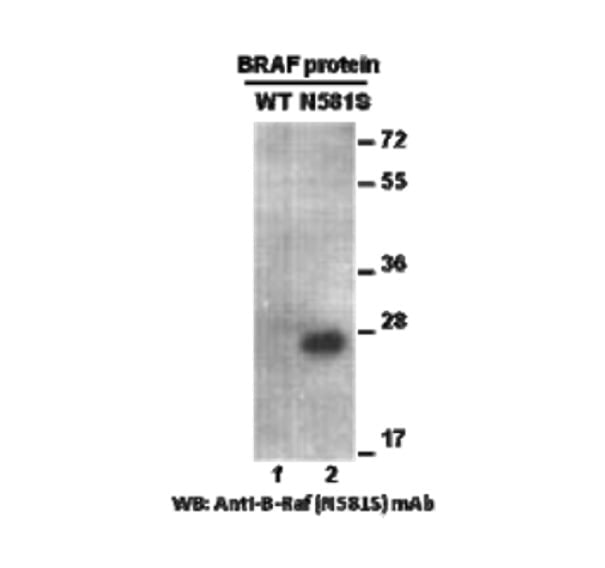 BRAF(N581S) NewEast Biosciences GTPase, Oncogene and Bioactive Protein