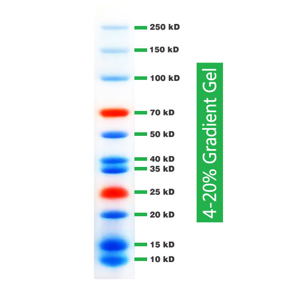 Dual Color Prestained Protein Marker 500 NewEast Biosciences GTPase