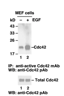 Cdc42 Activation Assay Kit Cdc42 Activation Assay Kit