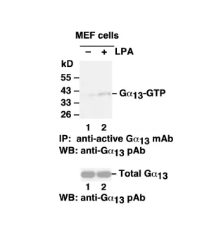 Gα<sub>13</sub> Activation Assay Kit Gα<sub>13</sub> Activation Assay Kit
