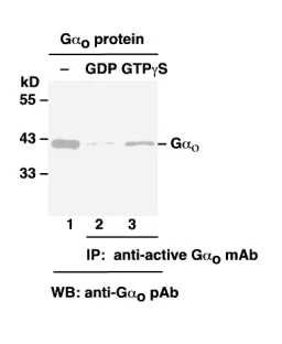 Gα<sub>o</sub>Activation Assay Kit Gα<sub>o</sub>Activation Assay Kit
