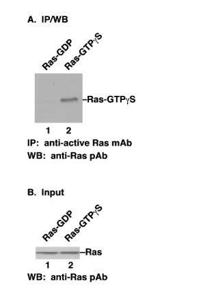 Ras Activation Assay Kit Ras Activation Assay Kit