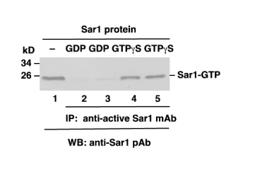 Sar1 Activation Assay Kit Sar1 Activation Assay Kit