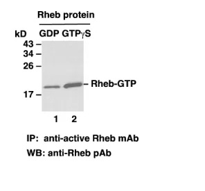 RheB Activation Assay Kit RheB Activation Assay Kit
