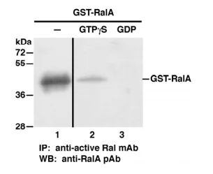 RalA Activation Assay Kit RalA Activation Assay Kit